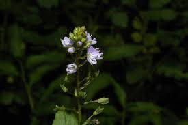 Attēlu rezultāti vaicājumam “Veronica anagallis-aquatica fruit”
