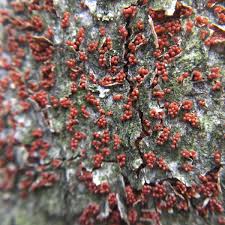 Attēlu rezultāti vaicājumam “Nectria sp., Neonectria sp.”