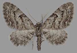 Attēlu rezultāti vaicājumam “Eupithecia subumbrata”