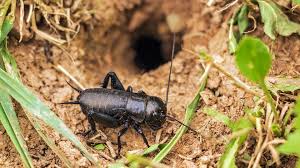 Attēlu rezultāti vaicājumam “Gryllus domesticus”