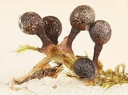 Attēlu rezultāti vaicājumam “Craterium aureonucleatum”