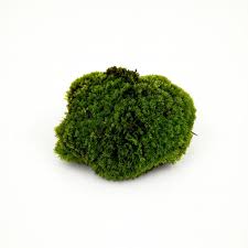 Attēlu rezultāti vaicājumam “Bryum caespiticium”