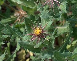 Image result for Cnicus benedictus