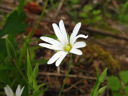 Attēlu rezultāti vaicājumam “Stellaria holostea leaf”