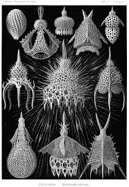 Image result for ernst haeckel