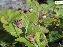 Attēlu rezultāti vaicājumam “Fragaria moschata flower”