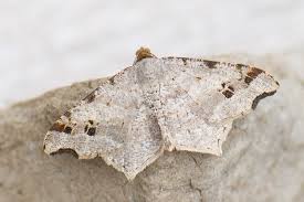 Attēlu rezultāti vaicājumam “Macaria alternata”