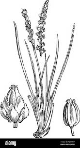 Attēlu rezultāti vaicājumam “Triglochin palustre”