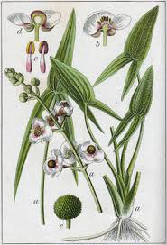 Attēlu rezultāti vaicājumam “Sagittaria sagittifolia leaf”