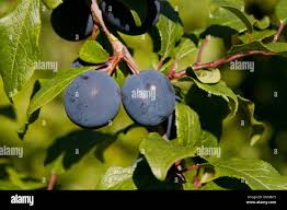 Attēlu rezultāti vaicājumam “Prunus domestica subsp. insitita fruit”