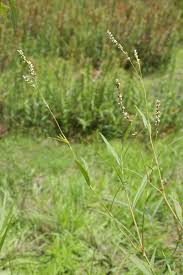 Attēlu rezultāti vaicājumam “Persicaria hydropiper leaf”