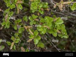 Attēlu rezultāti vaicājumam “Betula humilis female flower”