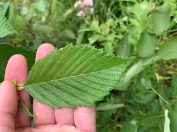 Attēlu rezultāti vaicājumam “Alnus incana leaf”