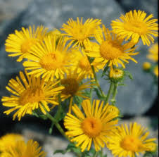 Attēlu rezultāti vaicājumam “Inula britannica leaf”