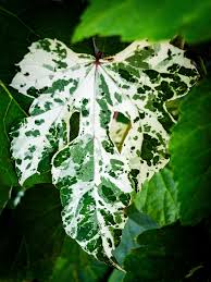 Attēlu rezultāti vaicājumam “Ampelopsis glandulosa var. brevipedunculata”