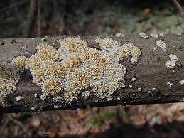 Attēlu rezultāti vaicājumam “Basidioradulum radula”