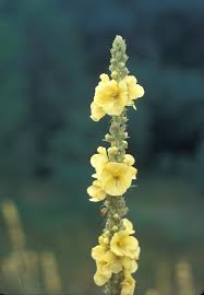 Attēlu rezultāti vaicājumam “Verbascum thapsus”