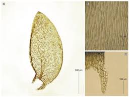 Attēlu rezultāti vaicājumam “Plagiothecium denticulatum”