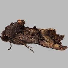 Attēlu rezultāti vaicājumam “Euplexia lucipara”