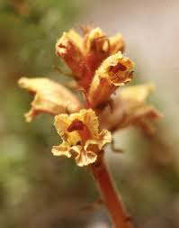 Attēlu rezultāti vaicājumam “Orobanche coerulescens bud”