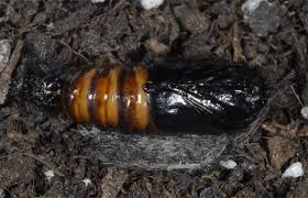 Attēlu rezultāti vaicājumam “Phragmatobia fuliginosa larva”