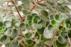 Image result for Aichryson