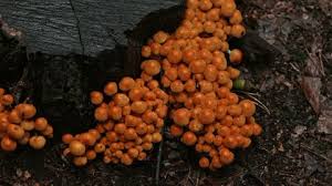 Attēlu rezultāti vaicājumam “Trichia varia macro”