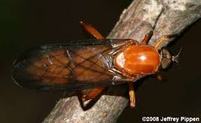 Attēlu rezultāti vaicājumam “Xylophagidae”