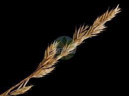 Attēlu rezultāti vaicājumam “Festuca psammophila”