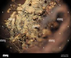 Attēlu rezultāti vaicājumam “Cribraria aurantiaca”