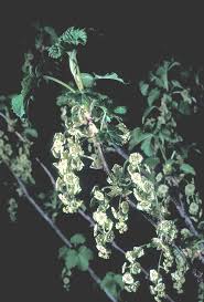 Attēlu rezultāti vaicājumam “Ribes rubrum leaf”