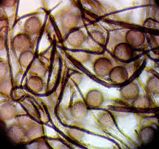 Attēlu rezultāti vaicājumam “Colloderma sp.”