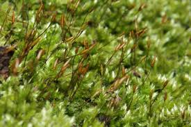 Attēlu rezultāti vaicājumam “Homalothecium sericeum”