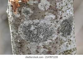 Attēlu rezultāti vaicājumam “Lecidella elaeochroma”