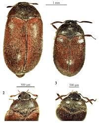 Attēlu rezultāti vaicājumam “Attagenus smirnovi”