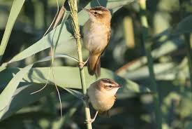 Attēlu rezultāti vaicājumam “Acrocephalus schoenobaenus adult”