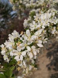 Attēlu rezultāti vaicājumam “Malus prunifolia”