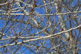 Attēlu rezultāti vaicājumam “Populus x petrowskyana”