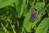 Attēlu rezultāti vaicājumam “Agrodiaetus amandus male”