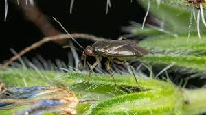 Attēlu rezultāti vaicājumam “Psallus sp.”