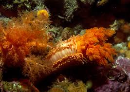 Image result for Cucumaria frondosa