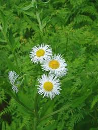 Image result for Aster lanceolatus