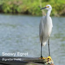 Image result for Egretta thula