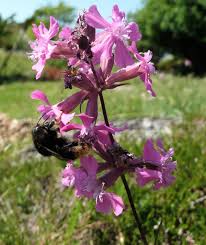 Attēlu rezultāti vaicājumam “Silene viscaria bud”
