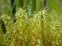 Attēlu rezultāti vaicājumam “Rhytidiadelphus”