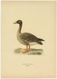 Image result for Anser fabalis