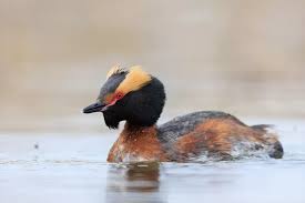Image result for Podiceps auritus