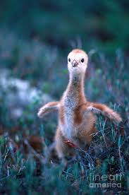 Image result for Grus canadensis