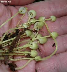 Attēlu rezultāti vaicājumam “Mycena epipterygia”