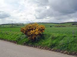 Image result for Stuartfield Bowling Club